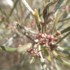 Dodonaea viscosa subsp. angustifolia at Cooma, NSW - 20 Aug 2022 10:57 AM