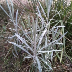 Senecio quadridentatus at Cooma, NSW - 20 Aug 2022 11:47 AM