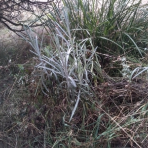 Senecio quadridentatus at Cooma, NSW - 20 Aug 2022 11:47 AM