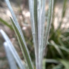 Senecio quadridentatus at Cooma, NSW - 20 Aug 2022 11:47 AM