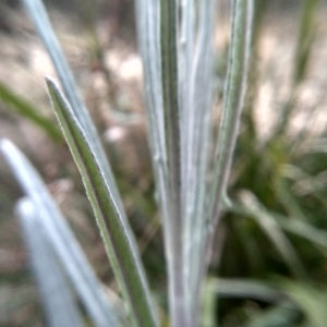 Senecio quadridentatus at Cooma, NSW - 20 Aug 2022