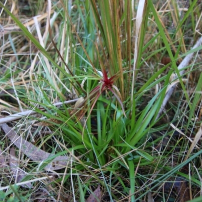 Unverified Rush, Sedge or Mat Rush at  - suppressed by LisaH