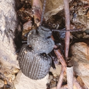 Adelium porcatum at Gundaroo, NSW - 19 Aug 2022