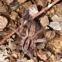 Miturga sp. (genus) (Unidentified False wolf spider) at Gundaroo, NSW - 19 Aug 2022 by Gunyijan
