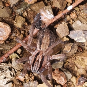 Miturga sp. (genus) at Gundaroo, NSW - 19 Aug 2022