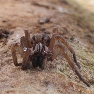 Miturga sp. (genus) at Gundaroo, NSW - 19 Aug 2022