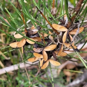 Hakea microcarpa at Berlang, NSW - 20 Aug 2022