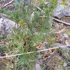 Hakea microcarpa at Berlang, NSW - 20 Aug 2022