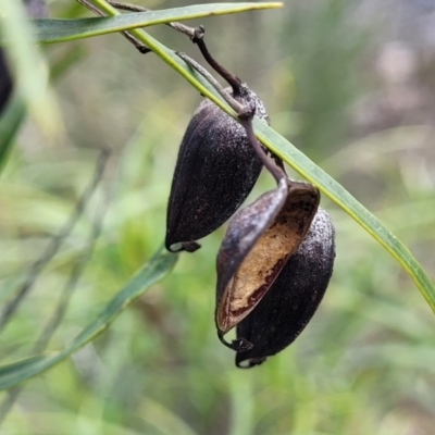 Lomatia myricoides (River Lomatia) at Berlang, NSW - 20 Aug 2022 by trevorpreston