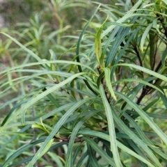 Lomatia myricoides at Berlang, NSW - 20 Aug 2022