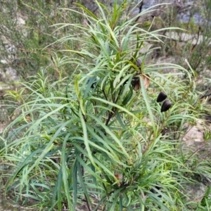 Lomatia myricoides at Berlang, NSW - 20 Aug 2022