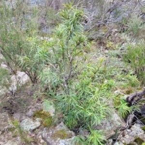 Lomatia myricoides at Berlang, NSW - 20 Aug 2022 01:46 PM