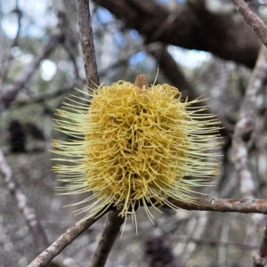 Banksia marginata at Berlang, NSW - 20 Aug 2022