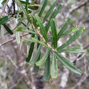 Banksia marginata at Berlang, NSW - 20 Aug 2022 01:43 PM