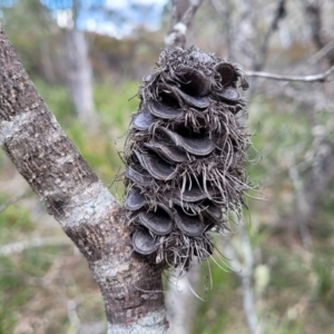 Banksia marginata at Berlang, NSW - 20 Aug 2022 01:43 PM