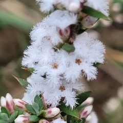 Styphelia ericoides (Pink Beard-Heath) at Berlang, NSW - 20 Aug 2022 by trevorpreston