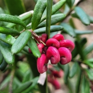 Grevillea lanigera at Berlang, NSW - 20 Aug 2022