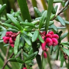 Grevillea lanigera at Berlang, NSW - 20 Aug 2022 01:42 PM