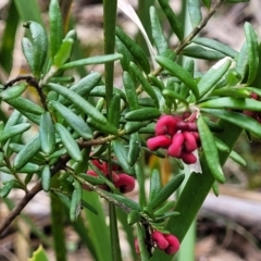 Grevillea lanigera at Berlang, NSW - 20 Aug 2022