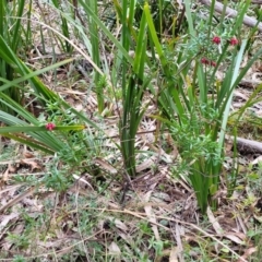 Grevillea lanigera at Berlang, NSW - 20 Aug 2022 01:42 PM