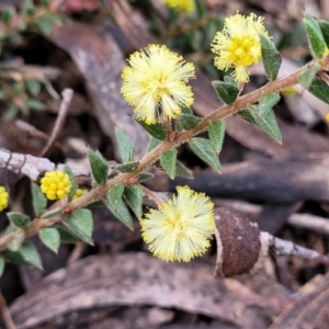 Acacia gunnii at Berlang, NSW - 20 Aug 2022 01:39 PM