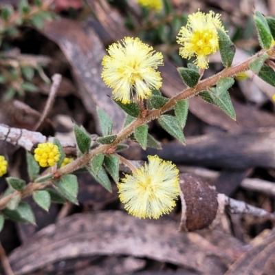 Acacia gunnii (Ploughshare Wattle) at Deua National Park (CNM area) - 20 Aug 2022 by trevorpreston