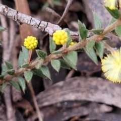 Acacia gunnii at Berlang, NSW - 20 Aug 2022