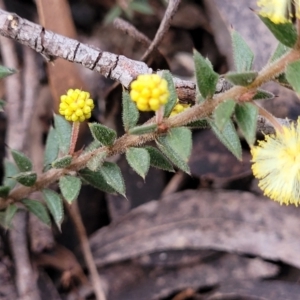 Acacia gunnii at Berlang, NSW - 20 Aug 2022