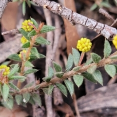 Acacia gunnii at Berlang, NSW - 20 Aug 2022