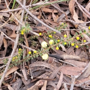 Acacia gunnii at Berlang, NSW - 20 Aug 2022