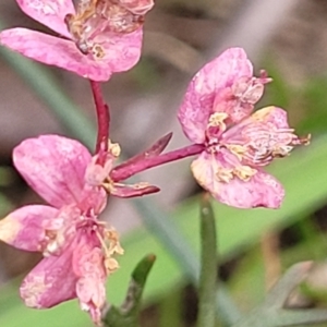 Xanthosia atkinsoniana at Berlang, NSW - 20 Aug 2022