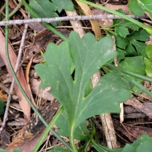 Xanthosia atkinsoniana at Berlang, NSW - 20 Aug 2022