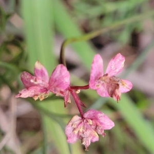 Xanthosia atkinsoniana at Berlang, NSW - 20 Aug 2022