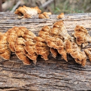 Xylobolus illudens at Berlang, NSW - 20 Aug 2022 01:30 PM