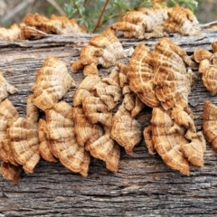 Xylobolus illudens at Berlang, NSW - 20 Aug 2022 01:30 PM