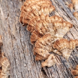 Xylobolus illudens at Berlang, NSW - 20 Aug 2022 01:30 PM