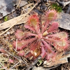 Drosera spatulata (Common Sundew) at Deua National Park (CNM area) - 20 Aug 2022 by trevorpreston