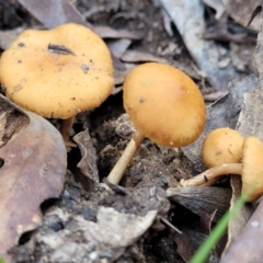 Unidentified Cap on a stem; gills below cap [mushrooms or mushroom-like] at Deua National Park (CNM area) - 20 Aug 2022 by trevorpreston