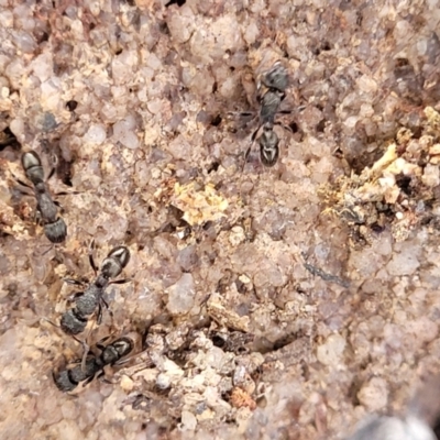 Rhytidoponera sp. (genus) (Rhytidoponera ant) at Berlang, NSW - 20 Aug 2022 by trevorpreston
