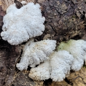 Schizophyllum commune at Berlang, NSW - 20 Aug 2022