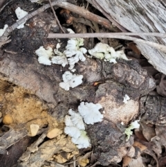 Schizophyllum commune at Berlang, NSW - 20 Aug 2022 01:09 PM