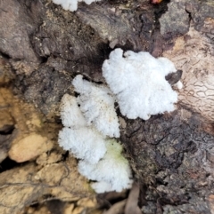 Schizophyllum commune at Berlang, NSW - 20 Aug 2022