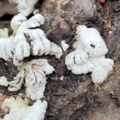 Schizophyllum commune at Berlang, NSW - 20 Aug 2022 01:09 PM