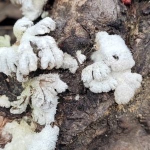 Schizophyllum commune at Berlang, NSW - 20 Aug 2022