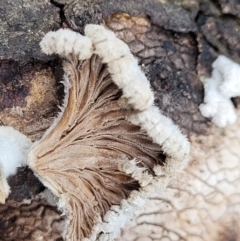 Schizophyllum commune at Berlang, NSW - 20 Aug 2022 01:09 PM