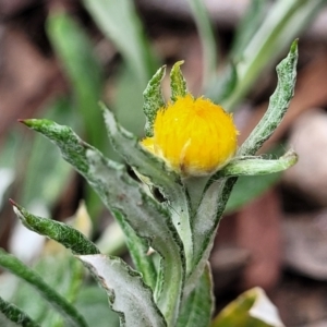 Chrysocephalum apiculatum at Berlang, NSW - 20 Aug 2022