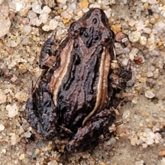 Crinia signifera (Common Eastern Froglet) at Berlang, NSW - 20 Aug 2022 by trevorpreston