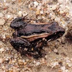 Crinia signifera at Berlang, NSW - 20 Aug 2022