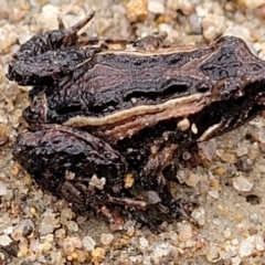 Crinia signifera at Berlang, NSW - 20 Aug 2022 01:04 PM