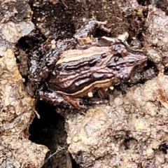 Crinia signifera at Berlang, NSW - 20 Aug 2022